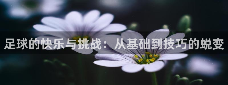 xc体育app官方网站